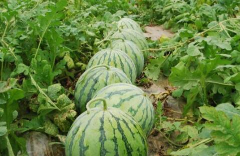 网红大瓜下载 网红大瓜排行,大瓜下载排行，热门网红幕后故事大盘点