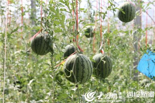 52吃瓜爆料免费吃瓜视频 吃瓜视频天堂,免费吃瓜视频，畅享吃瓜天堂